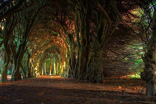 country-dream-forest-ireland-favim-com-3091938