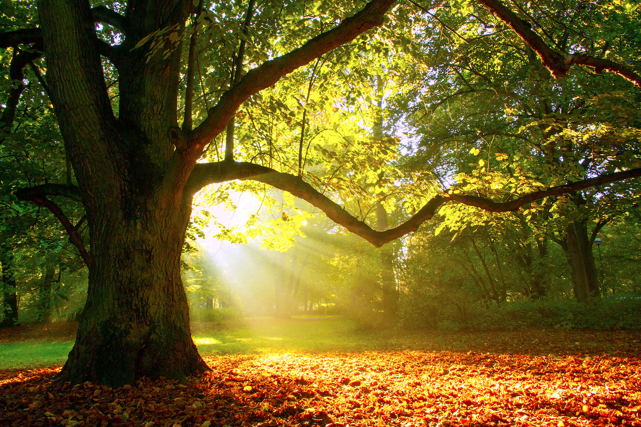 Mighty oak tree