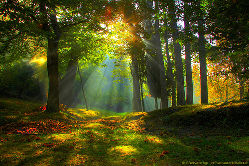 autumn-sunrise-in-the-forest-of-childhood