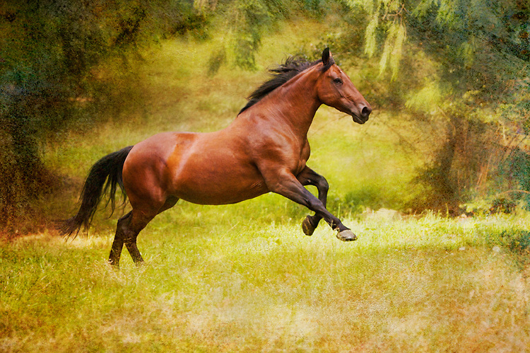 galloping-horse
