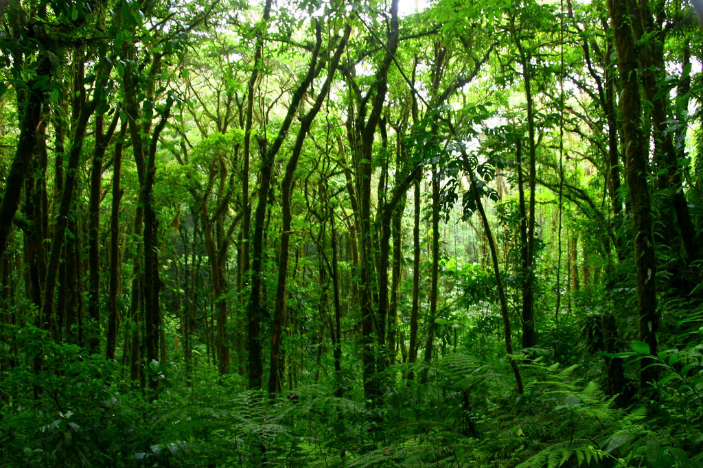 lush-forest